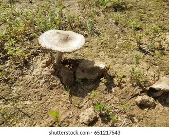 small mushroom in the dirt