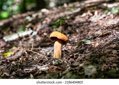 Small mushroom growing on the forest floor under the shade of the canopy