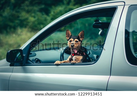 Small mutt Dog and car