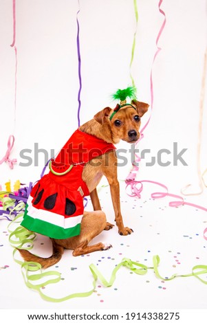 small mutt dog in costume. brazilian carnival party.