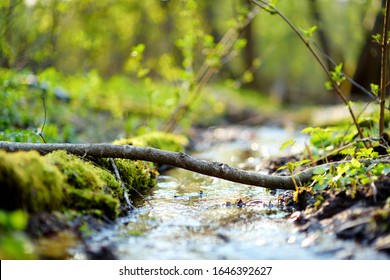 Small and narrow stream winding throught the dense green forest on early spring