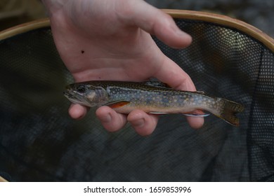 Small Native Brook Trout In Pennsylvania