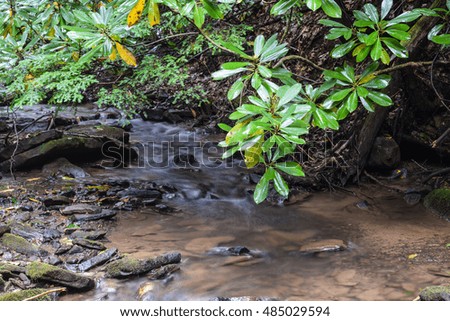 Small Native Brook Trout Stream in Pennsylvania