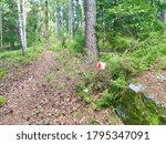 A small natural path deep inside a forest.  Mostly green trees and some bushes. Very relaxing nature and a nice climate. A rural or non-urban area in Jarfalla, Stockholm, Sweden. 