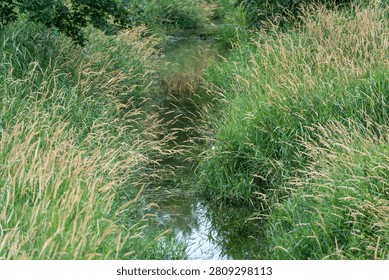 A small natural stream winds between dense grasses and meadow plants. Reflections on the water highlight a quiet wetland habitat.