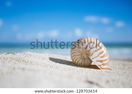 small nautilus shell  with ocean , beach and seascape, shallow dof