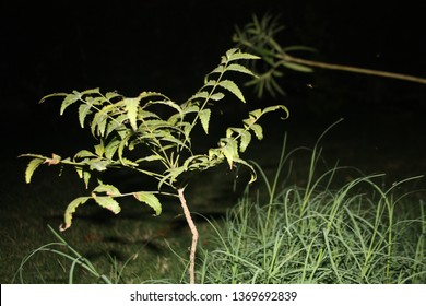 Small Neem Plant, Dark Shot