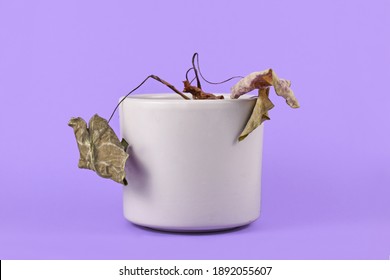 Small Neglected Dying House Plant With Hanging Dry Leaves In Gray Flower Pot On Purple Background