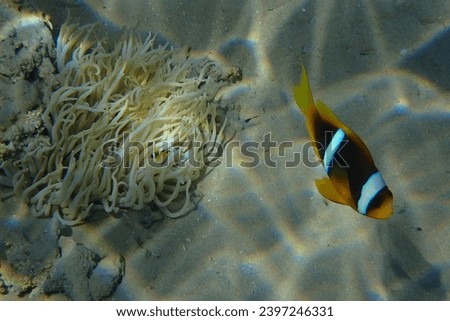 small nemo fish in the red sea
