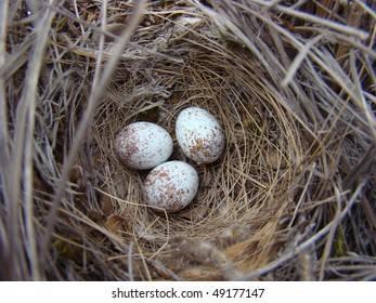 88,816 Small Birds Nest Images, Stock Photos & Vectors | Shutterstock