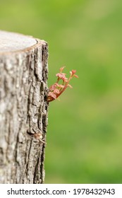 Small new growth scion branch growing from the side of a freshly cut deciduous tree. With red early leaves and a soft stem that has yet to lignanize and harden into a large branch - Shutterstock ID 1978432943