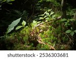 Small new leaves in the forest - Yamanouchi Town, Shimotakai District, Nagano Prefecture