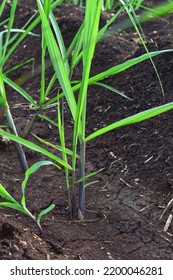 Small New Sugarcane Seedlings In The Field, Sugarcane Farming In India