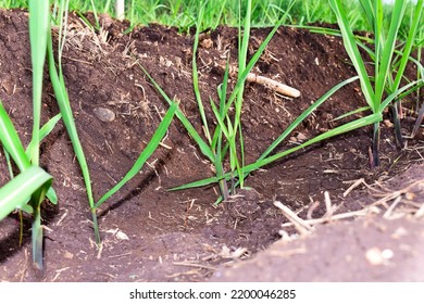 Small New Sugarcane Seedlings In The Field, Sugarcane Farming In India