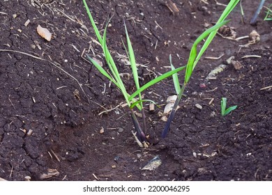 Small New Sugarcane Seedlings In The Field, Sugarcane Farming In India