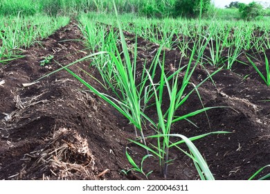 Small New Sugarcane Seedlings In The Field, Sugarcane Farming In India