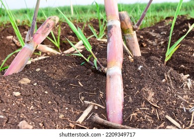 Small New Sugarcene Seeddlings In The Field, Sugarcane Farming In India