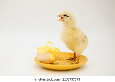Small newborn chick, egg with yellow bow yellow saucer on white background with copy space. Concept of Easter holiday, birthday, newborn poultry farm, family, love.