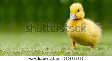 Small newborn ducklings walking on backyard on green grass. Yellow cute duckling running on meadow field in sunny day. Banner or panoramic shot with duck chick on grass.