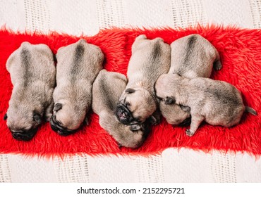 1,896 Pug newborn puppy Images, Stock Photos & Vectors | Shutterstock