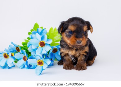 Newborn Yorkshire Terrier Puppy High Res Stock Images Shutterstock