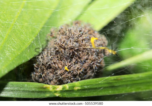 Small Newly Hatched Wolf Spiders Nest Stock Photo (Edit Now) 505539580