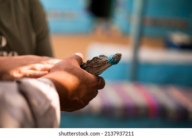 Small Nile Crocodile Held In The Hands Of A Nubian Breeder. Photograph Taken In Aswan, Egypt.