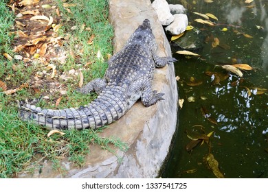 Small Nile Crocodile Posing In His Paddock. Nile, Egypt