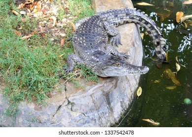 Small Nile Crocodile Posing In His Paddock. Nile, Egypt