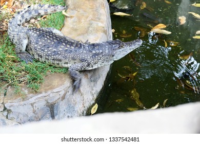 Small Nile Crocodile Posing In His Paddock. Nile, Egypt