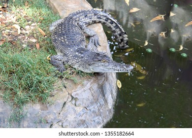 Small Nile Crocodile Posing In His Paddock. Nile, Egypt