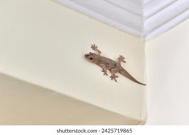 Small nimble gecko crawls on wall inside house, delicate feet of cute lizard navigating vertical surface with remarkable agility, charming scene of reptilian guest in domestic setting