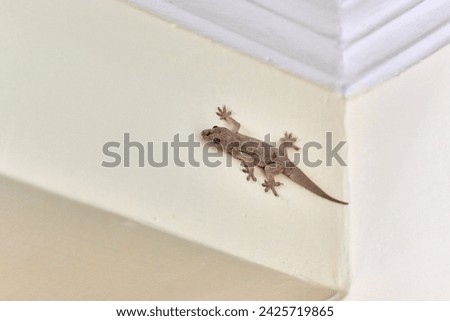 Small nimble gecko crawls on wall inside house, delicate feet of cute lizard navigating vertical surface with remarkable agility, charming scene of reptilian guest in domestic setting