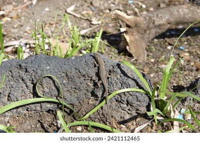 A small nimble lizard basks in the spring sun.