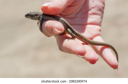 Small Nimble Lizard In A Human Hand.