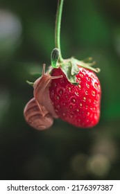 A Small Nimble Snail Climbed Onto A Ripe Red Strawberry