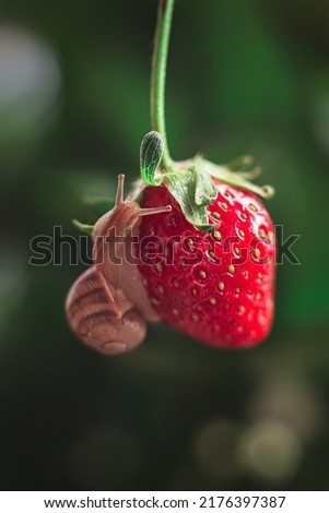 Similar – Foto Bild Himbeeren ernten Frucht