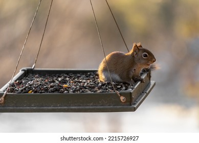 A Small North American Red Squirrel Sits In A Feeder Eating 