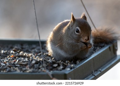 A Small North American Red Squirrel Sits In A Feeder Eating 