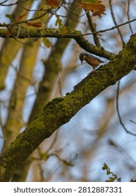 A small nuthatch bird perched on a mossy tree branch in the forest.