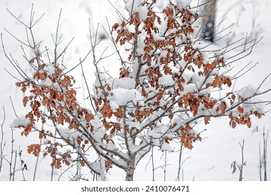 a small oak does not drop its leaves until spring