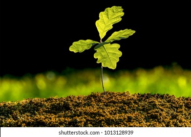 Small oak plant in the garden. Tree oak planted in the soil substrate. Seedlings or plants illuminated by the side light. Highly lighted oak leaves with dark background and green grass.