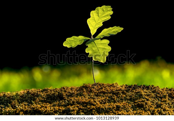 Small\
oak plant in the garden. Tree oak planted in the soil substrate.\
Seedlings or plants illuminated by the side light. Highly lighted\
oak leaves with dark background and green\
grass.