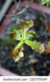 Small Oak Tree Seedlings In Pot In Garden Setting With Water Droplets On Leaves