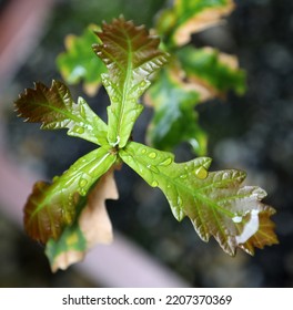 Small Oak Tree Seedlings In Pot In Garden Setting With Water Droplets On Leaves