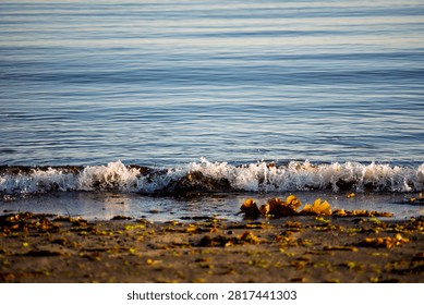 Small Ocean Wave Breaking on a Sandy Beach with Seaweed in Iceland