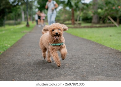 Small Off Leashed Mini Poodle Dog Happily Running On A Pathway At The Park
