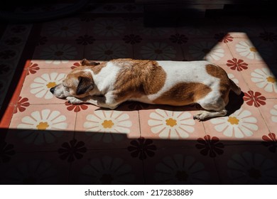 small old dog Jack Russell terrier lies on the floor of decorative tiles with floral patterns (pink, red, white) in a strip of sunlight. sunbathing, relaxing. Summer time siesta - Powered by Shutterstock