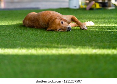A small old dog Lying on the green artificial grass in the morning.