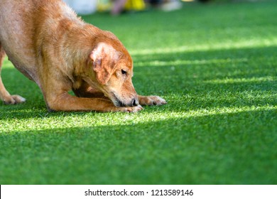 A small old dog Lying on the green artificial grass in the morning.